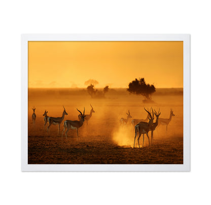Antelope At Sunset