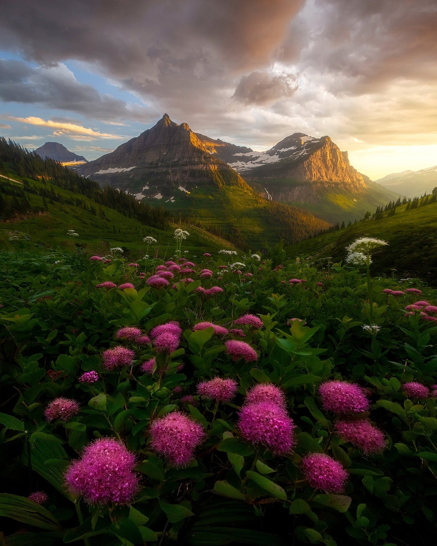 Alpine Wildflower Valley