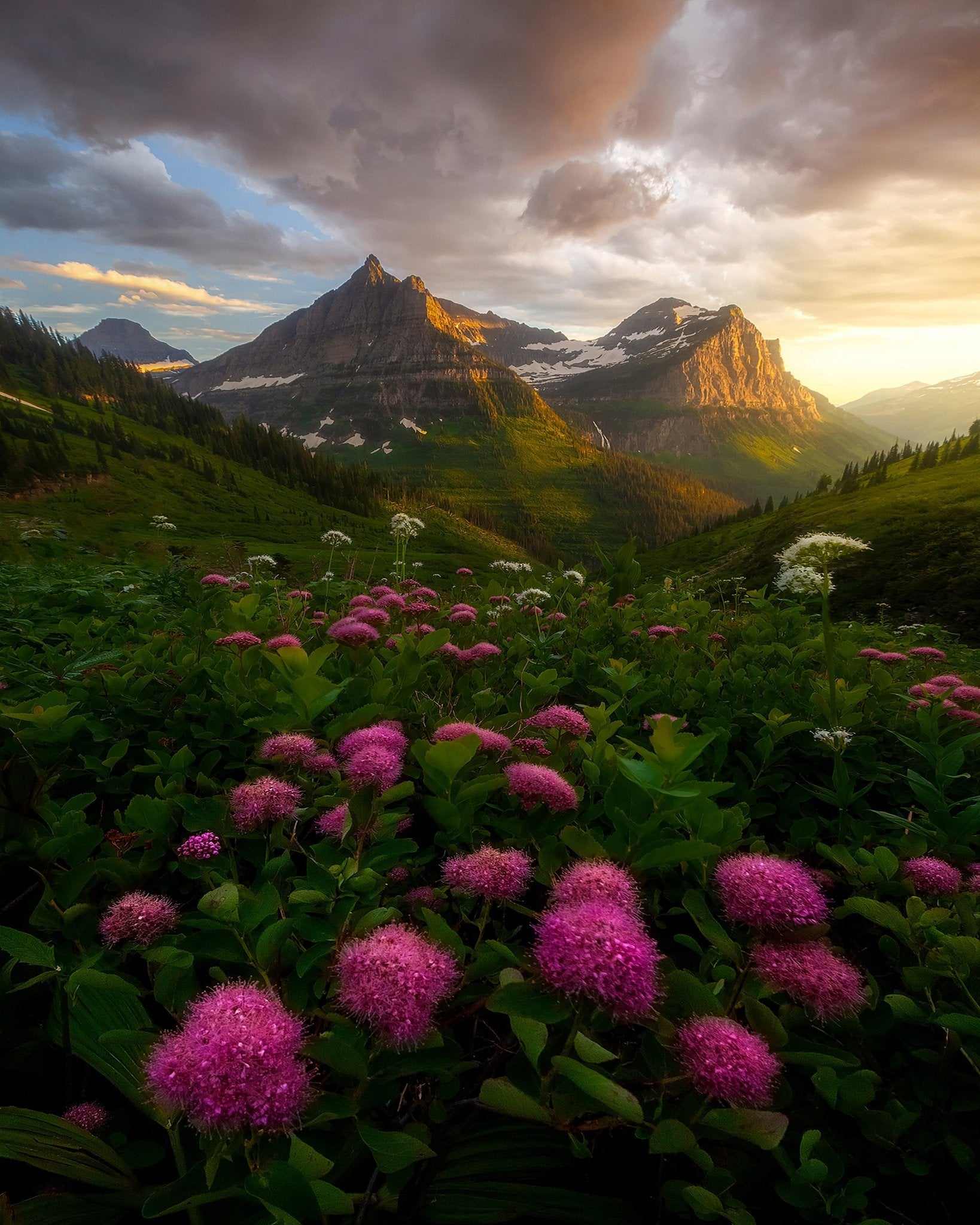 Alpine Wildflower Valley