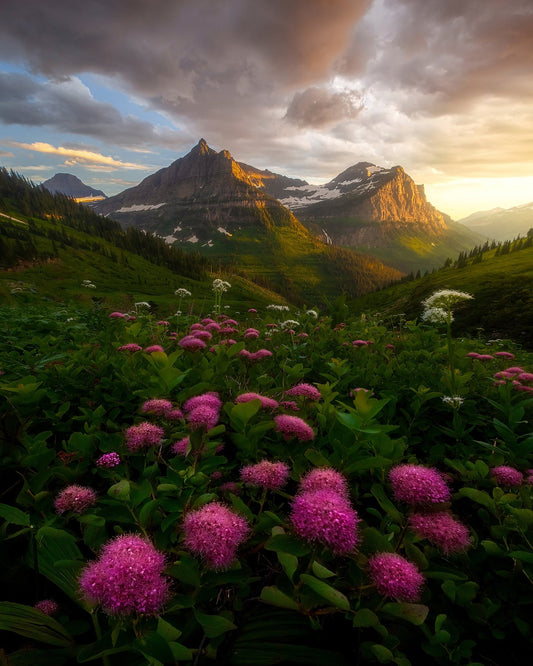 Alpine Wildflower Valley