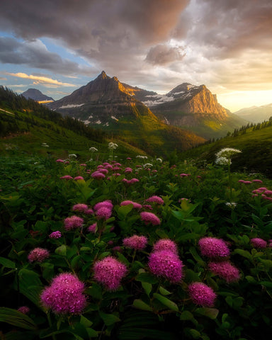 Alpine Wildflower Valley