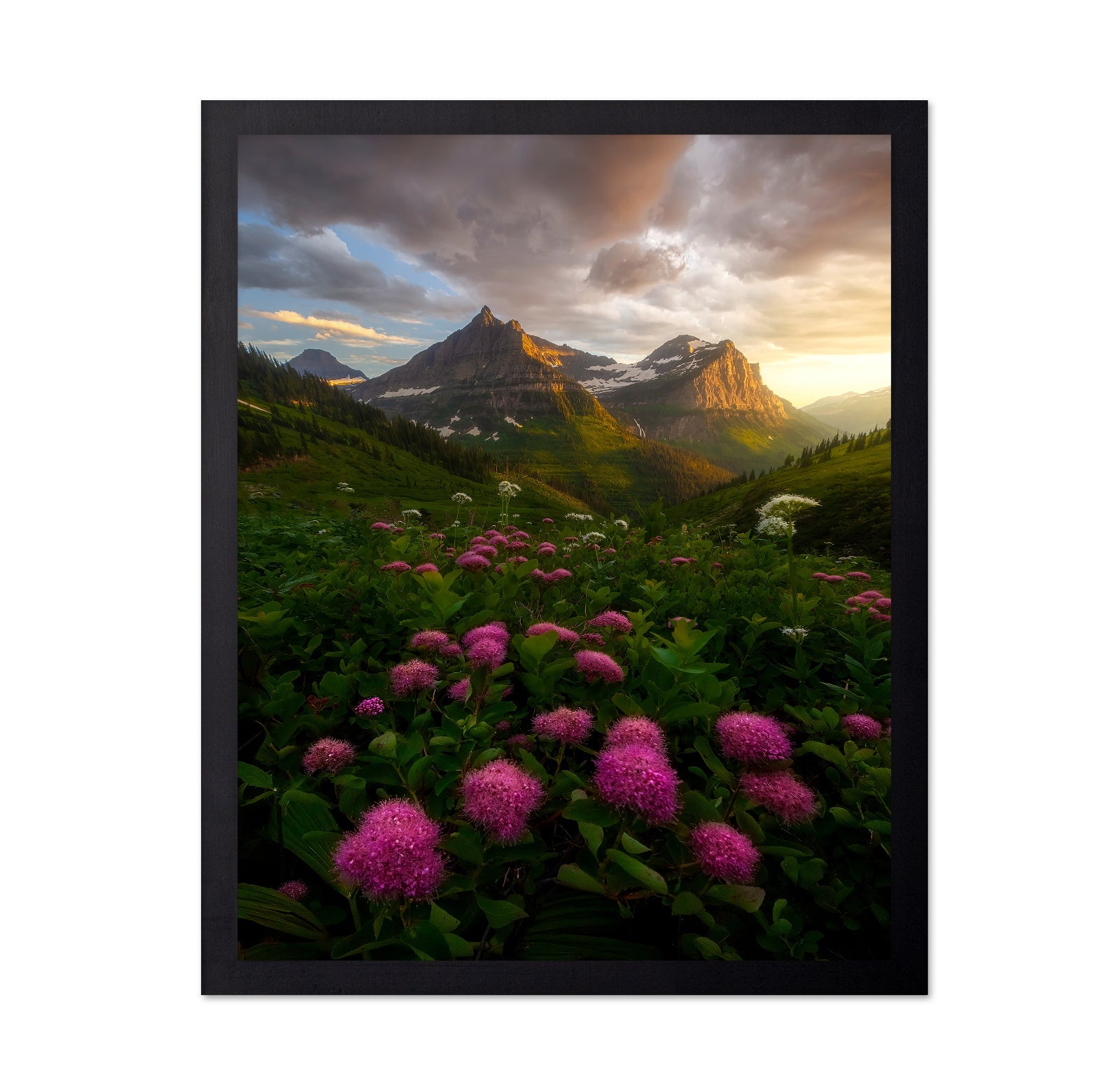 Alpine Wildflower Valley