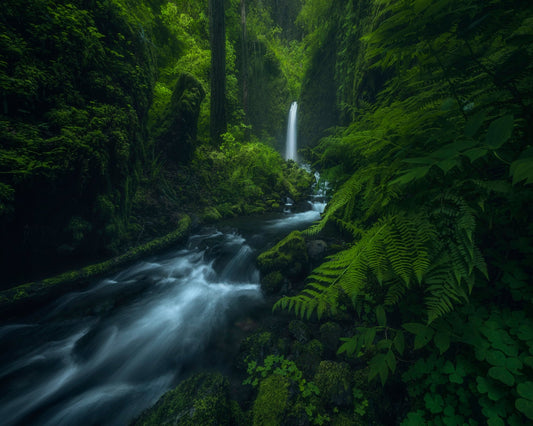 Forest Waterfall Stream