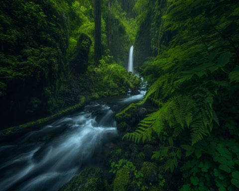 Forest Waterfall Stream
