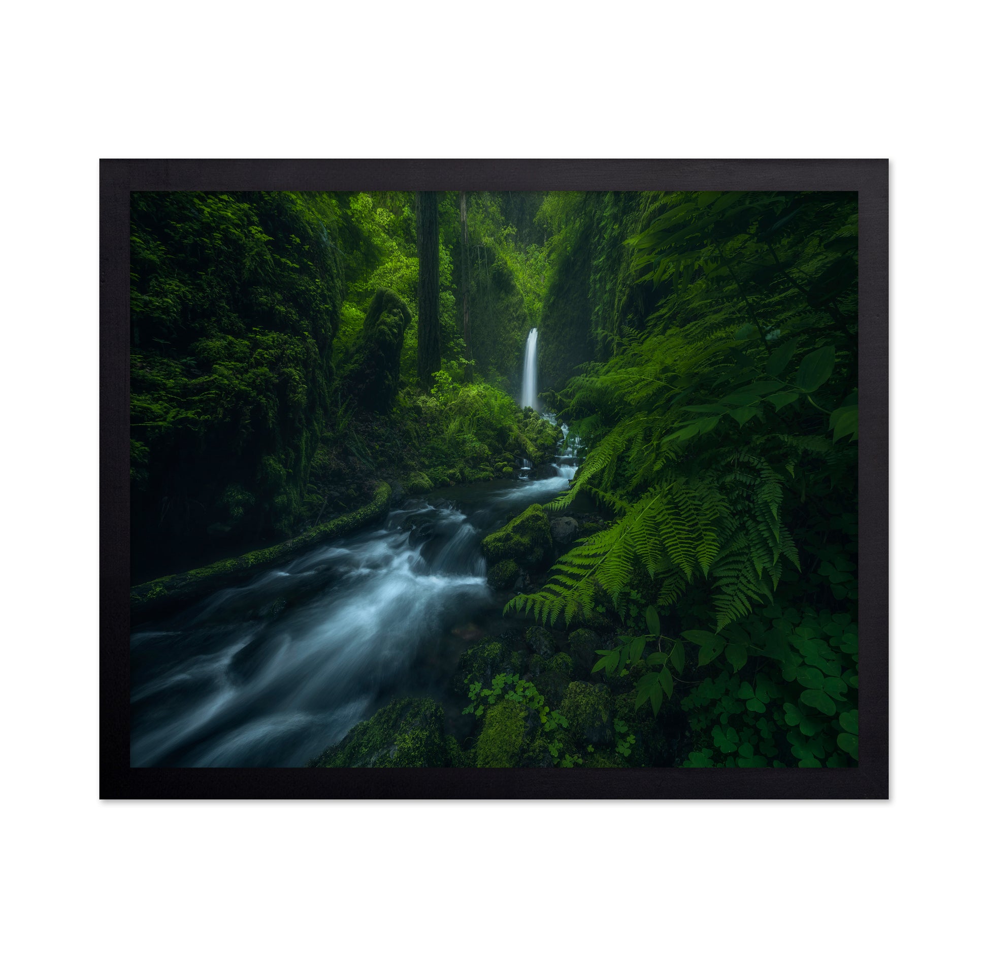 Forest Waterfall Stream