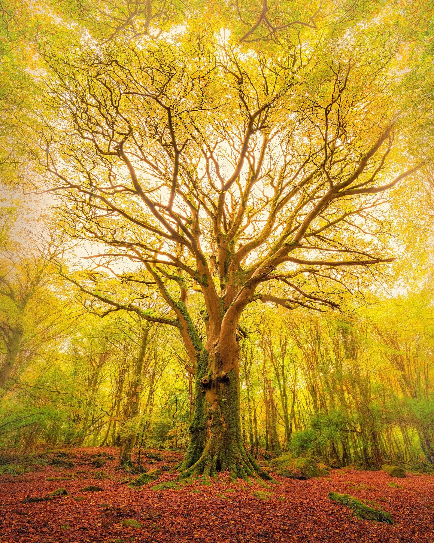 Golden Forest Tree