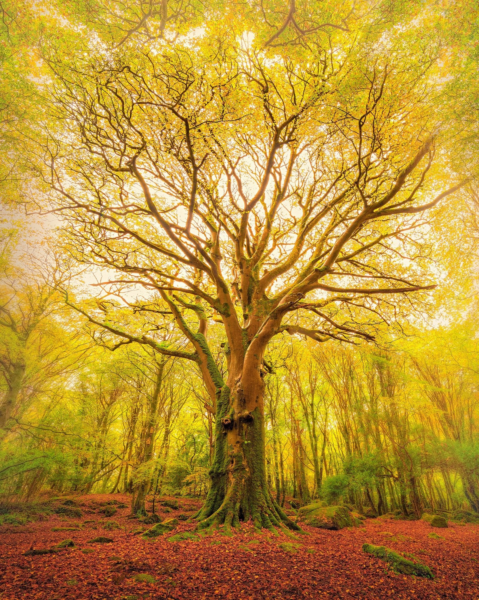 Golden Forest Tree