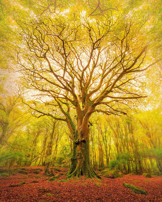 Golden Forest Tree