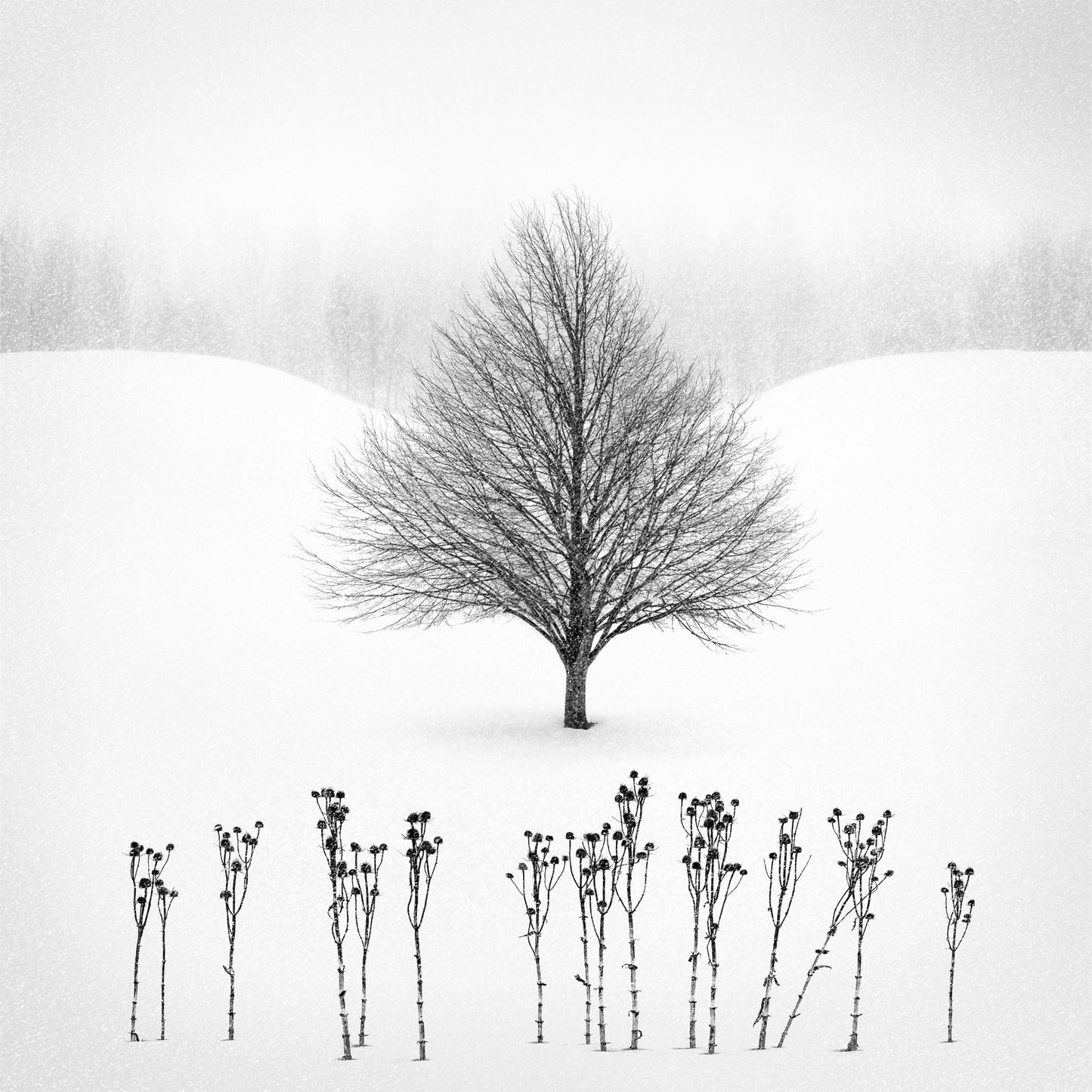 Lone Winter Tree No1