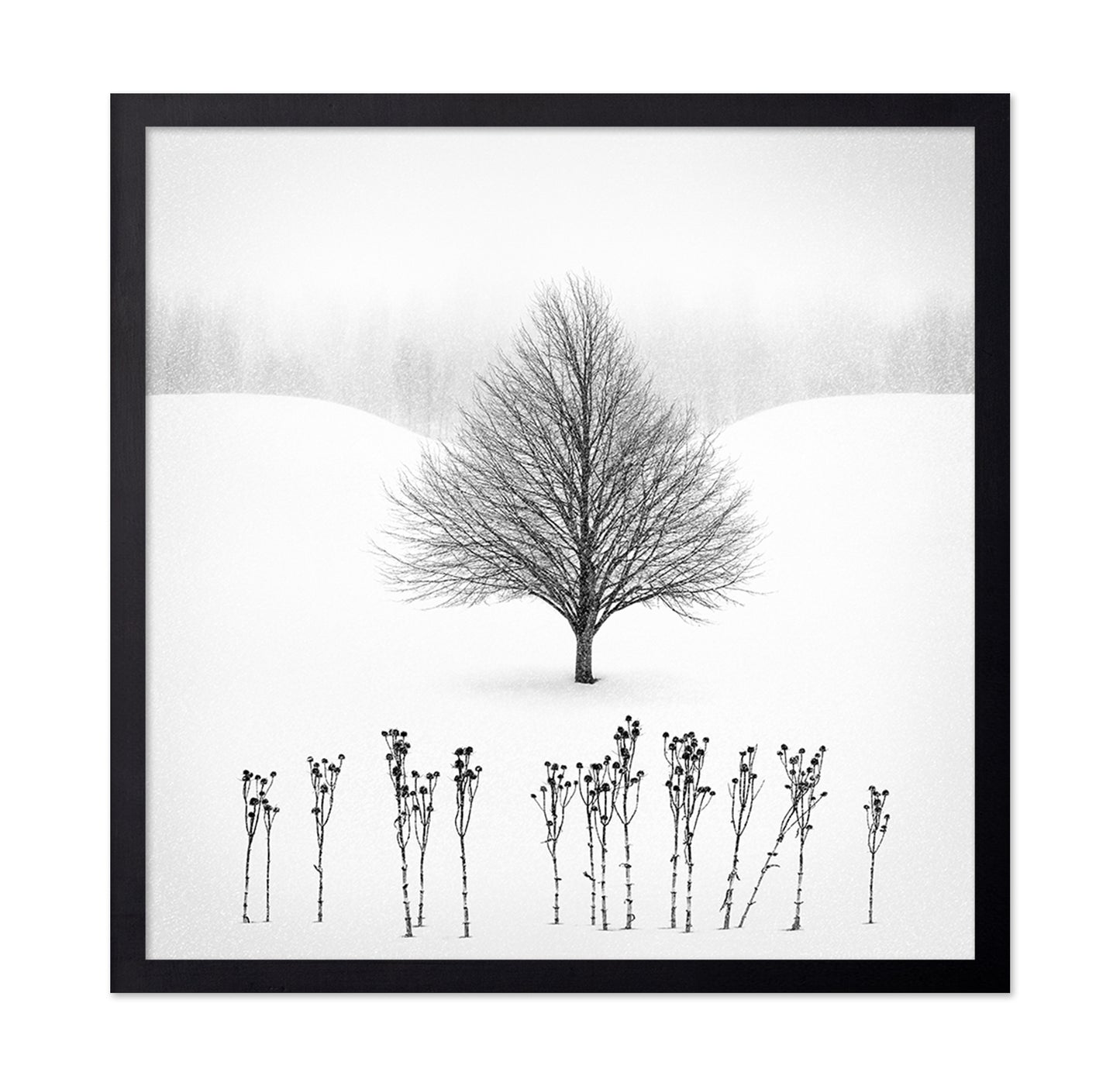 Lone Winter Tree No1