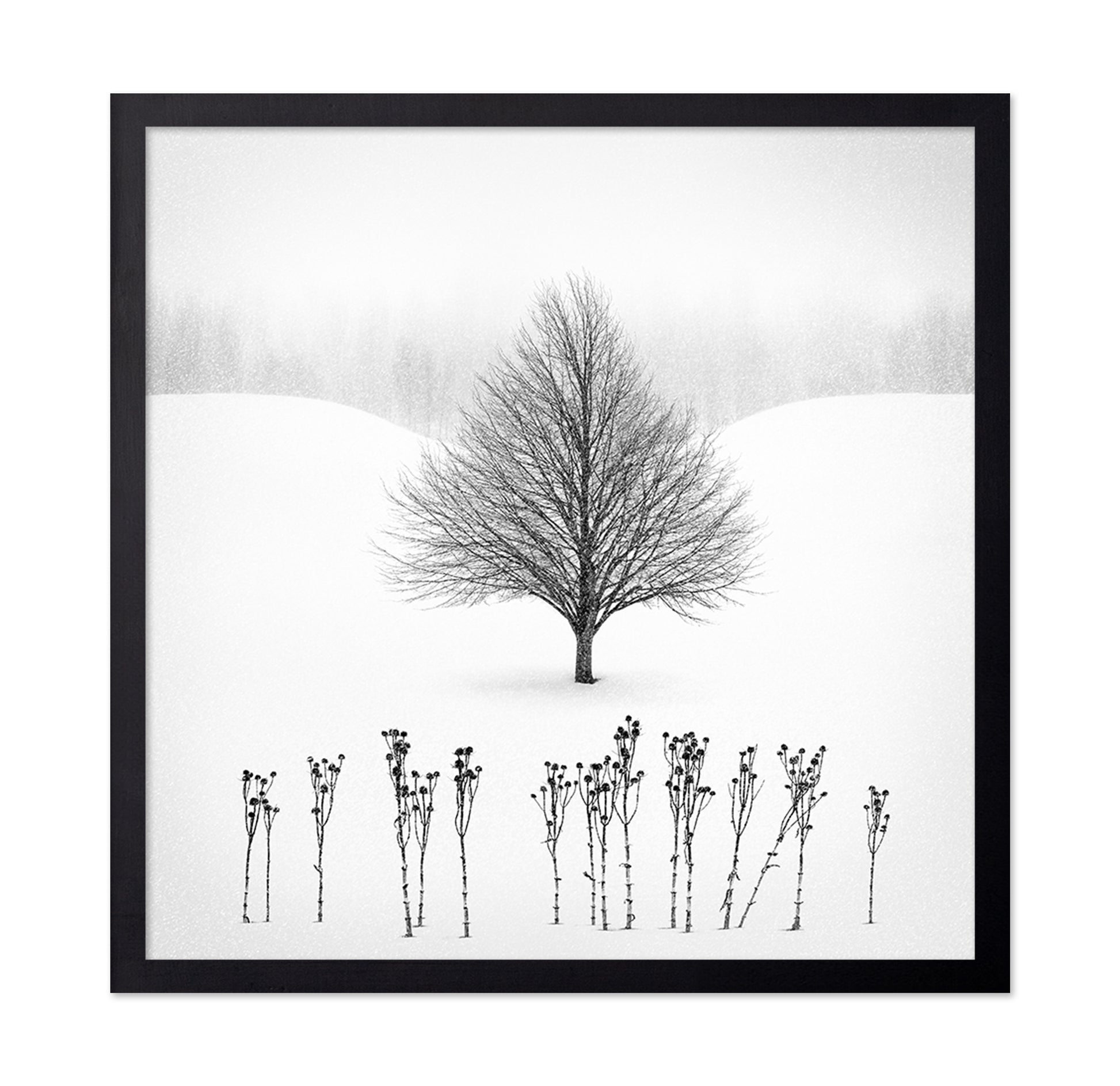Lone Winter Tree No1