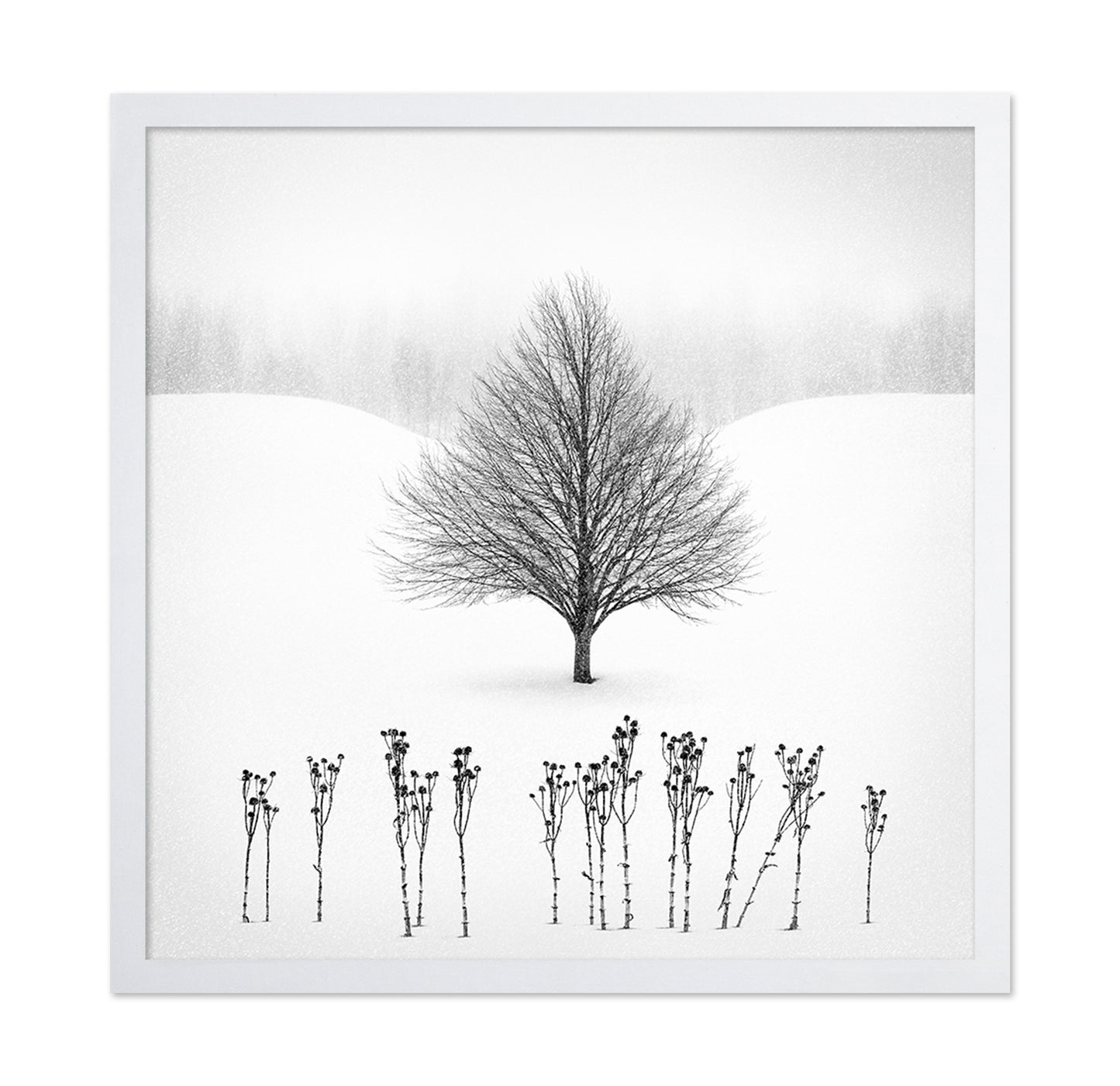 Lone Winter Tree No1