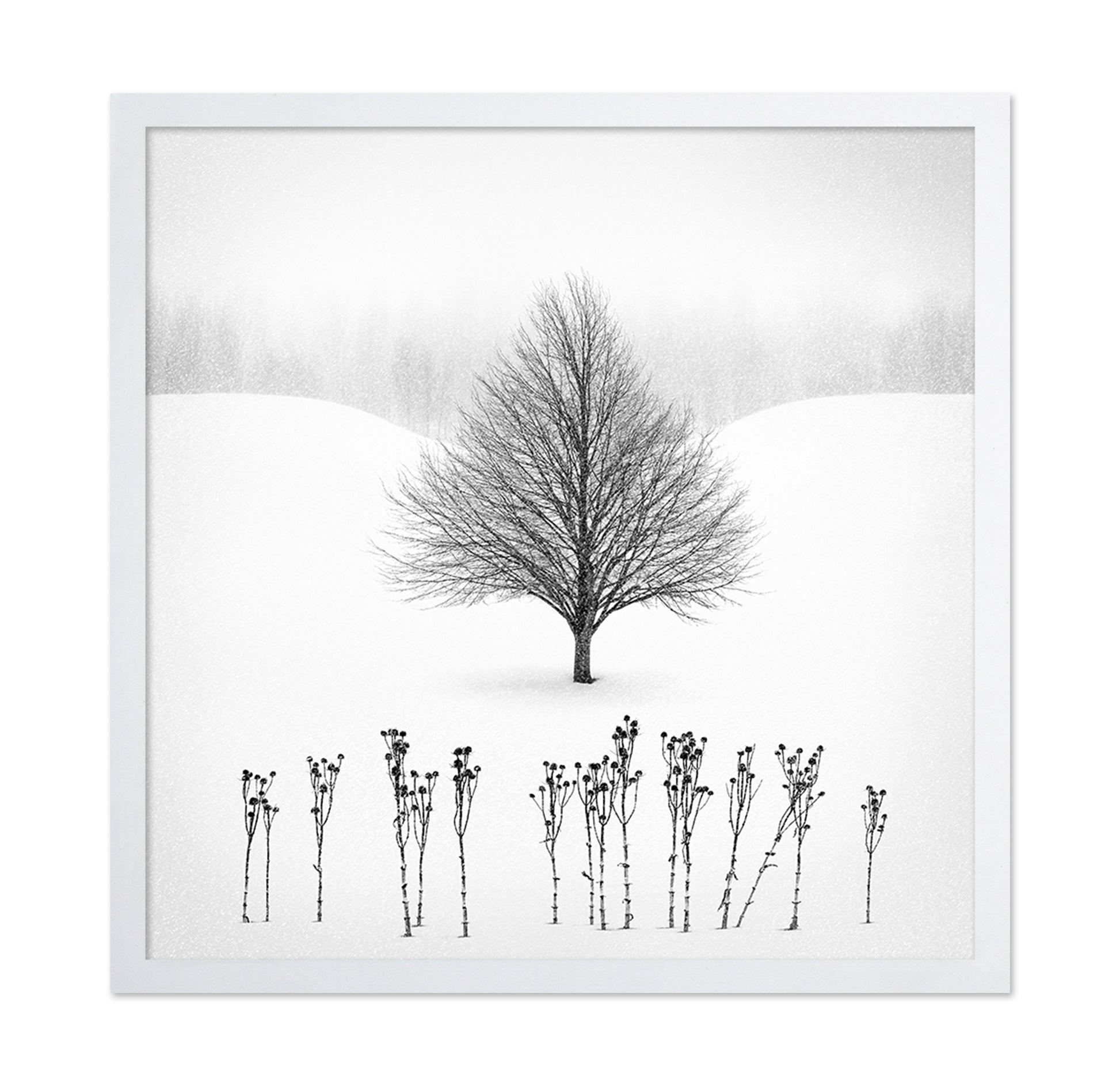 Lone Winter Tree No1