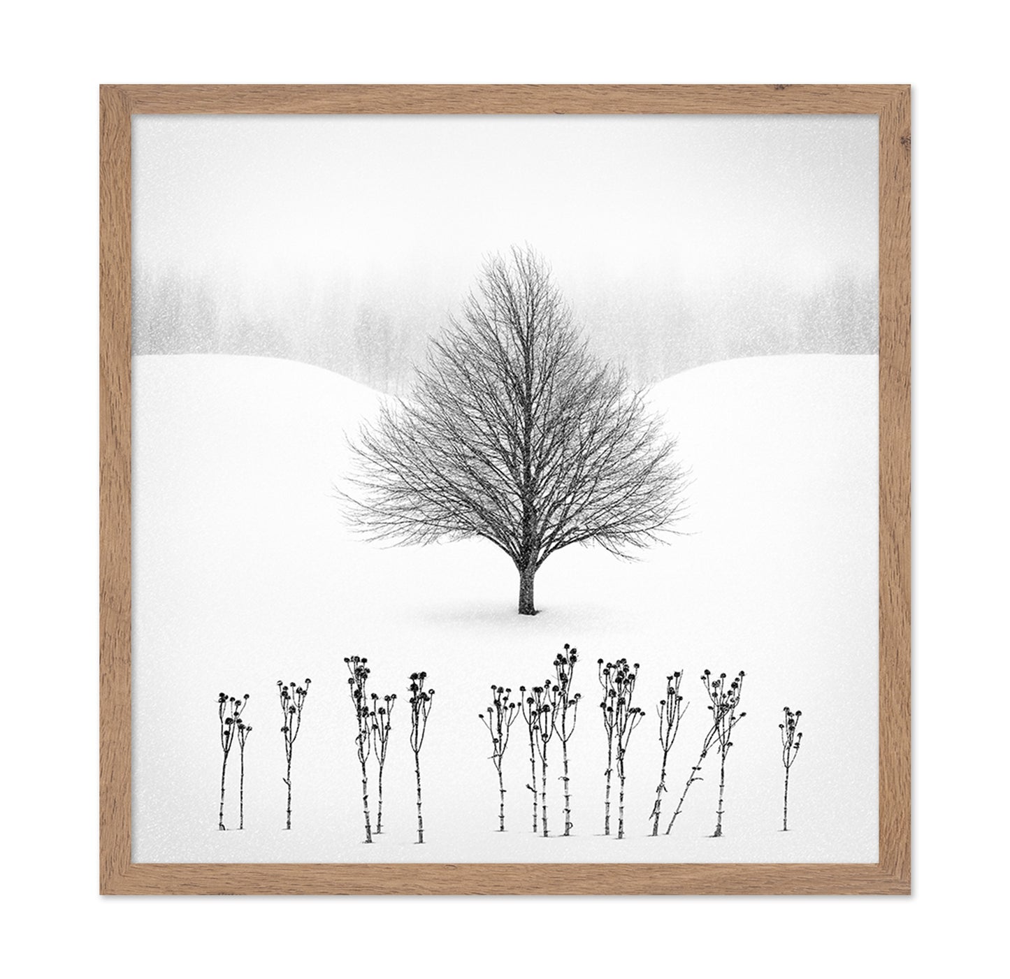 Lone Winter Tree No1