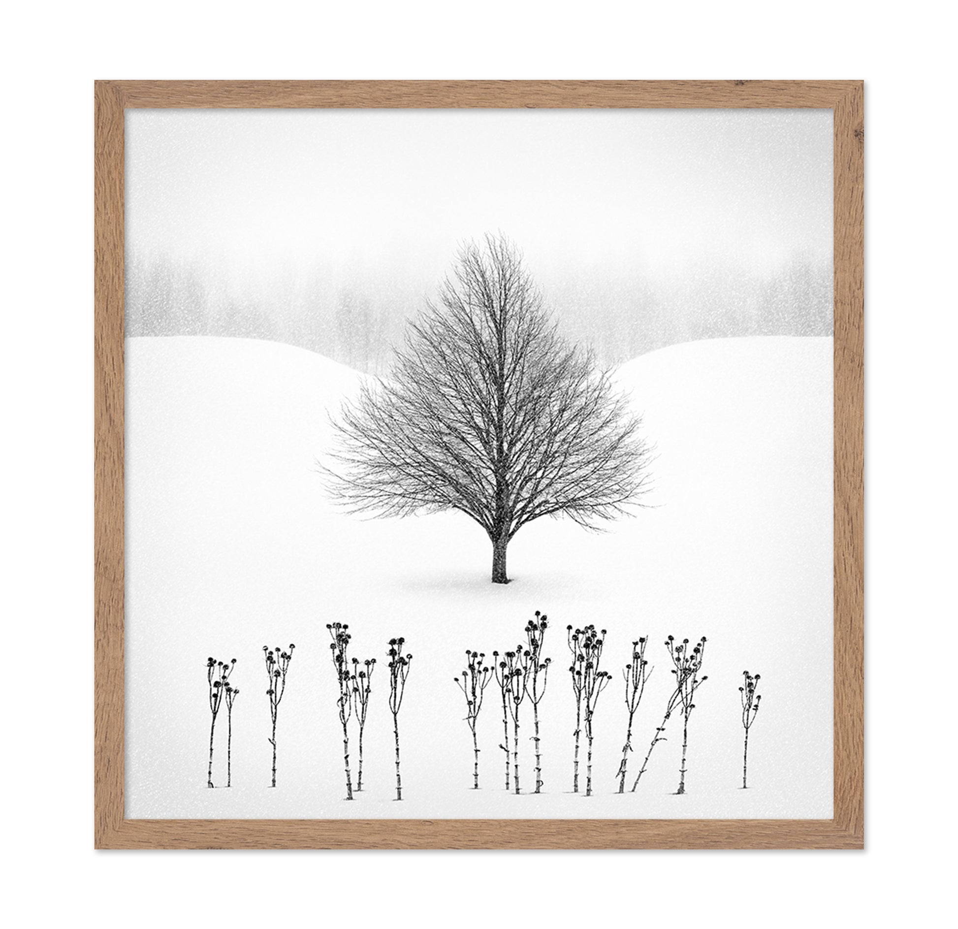 Lone Winter Tree No1