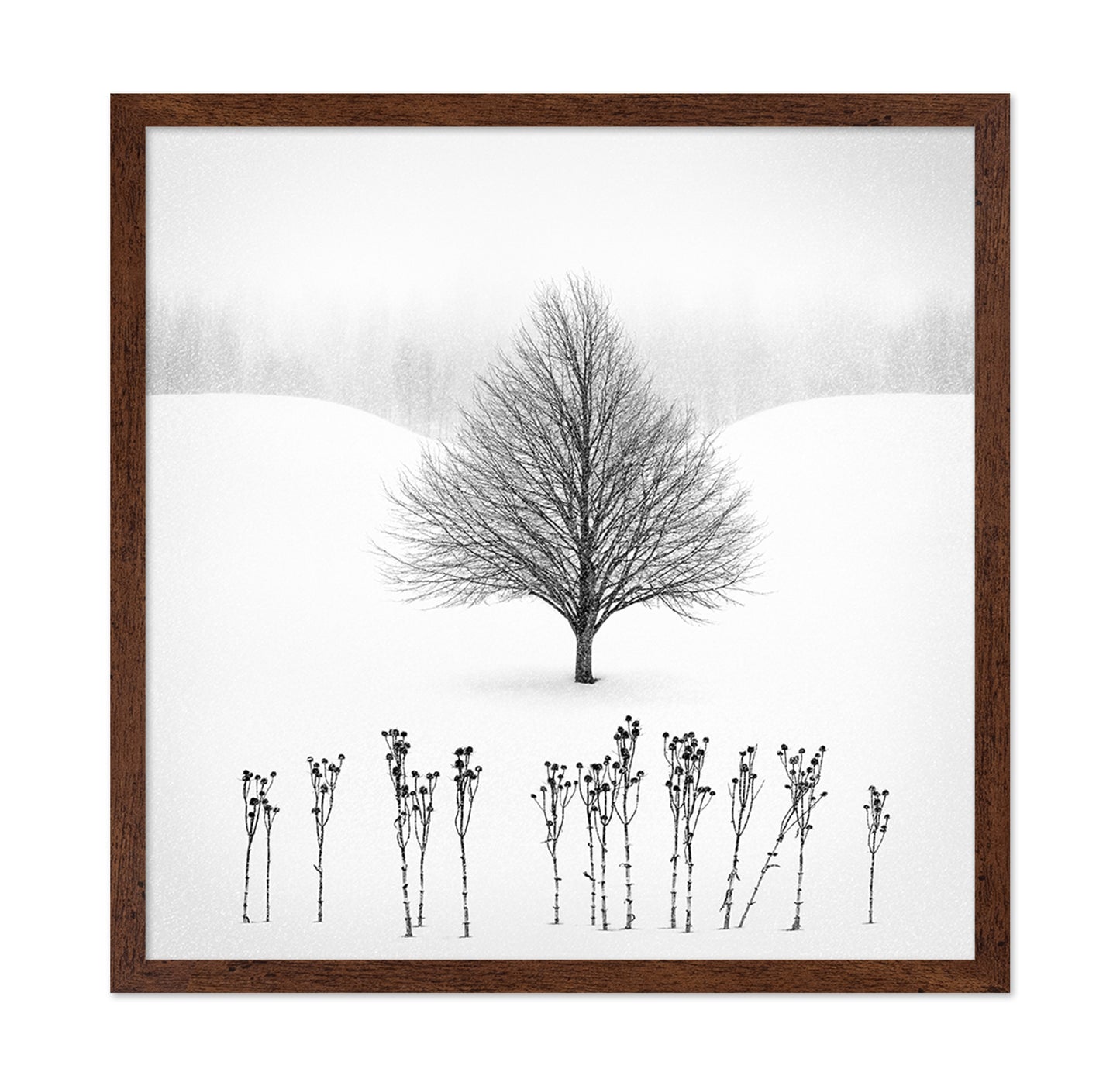 Lone Winter Tree No1
