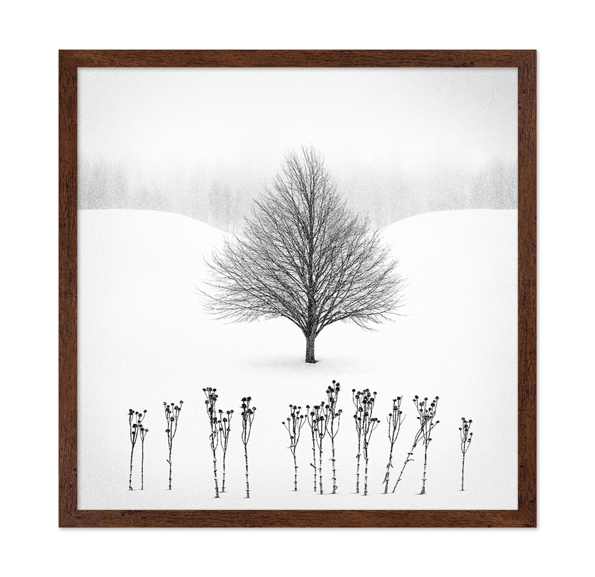 Lone Winter Tree No1