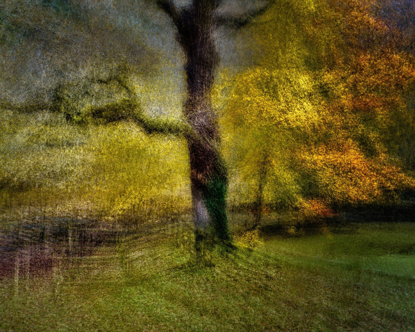 Autumn Dream Tree