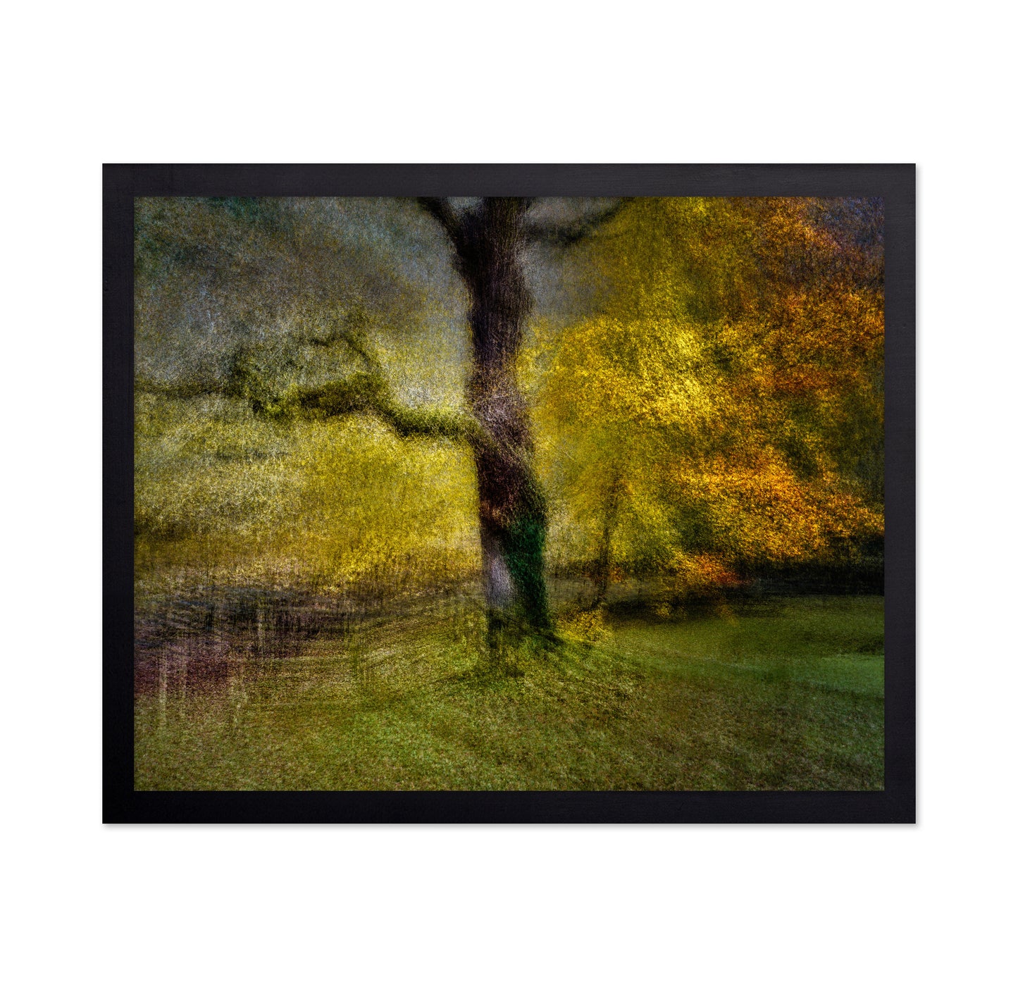 Autumn Dream Tree