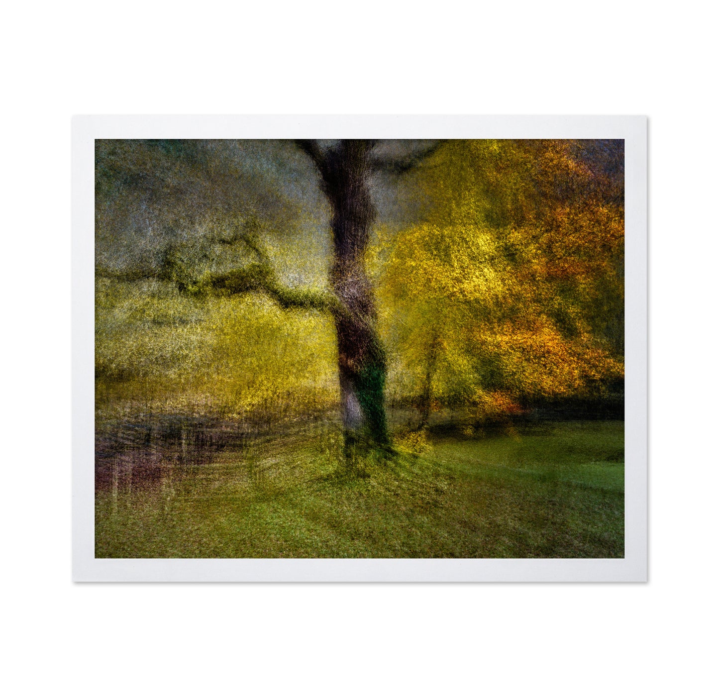 Autumn Dream Tree