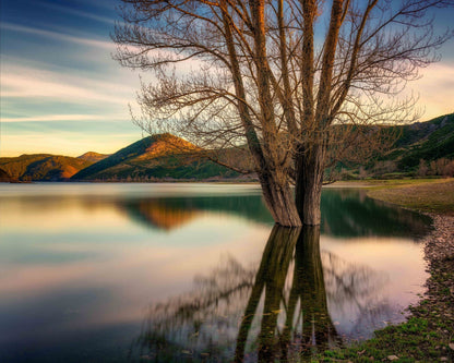 Lakeside Twin Tree