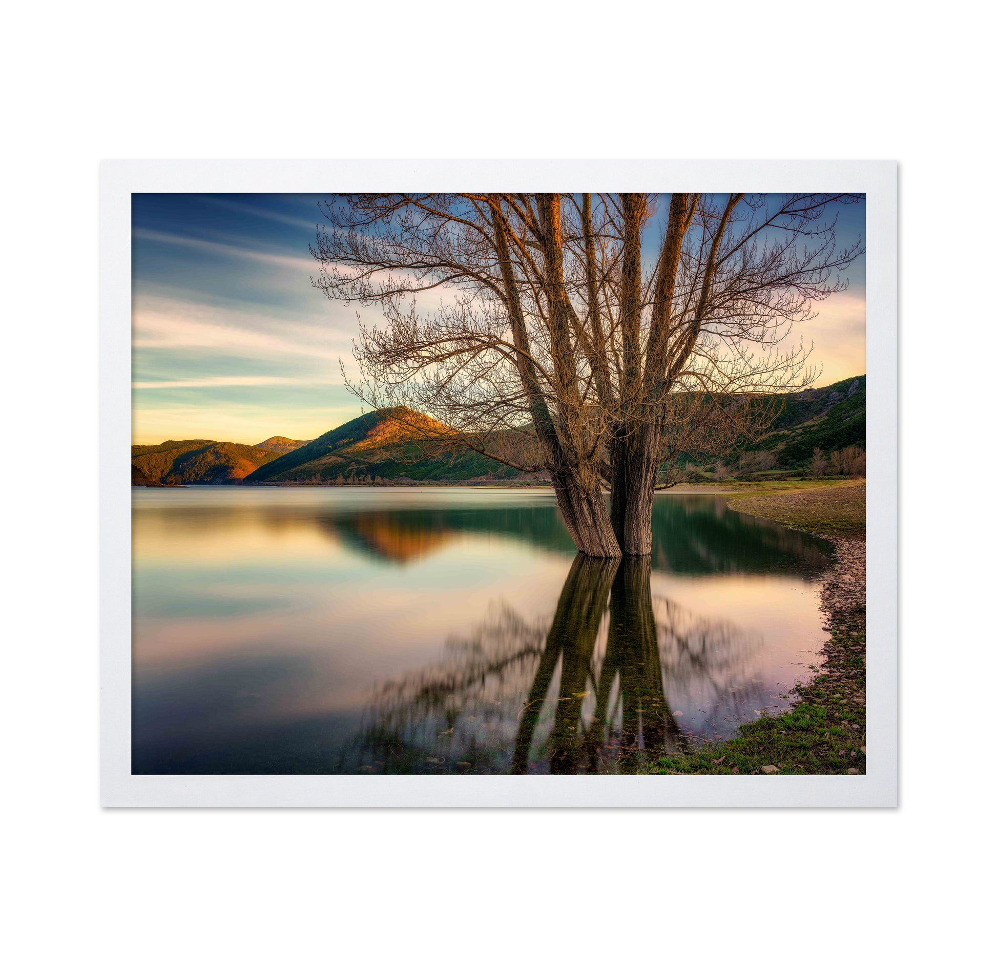 Lakeside Twin Tree
