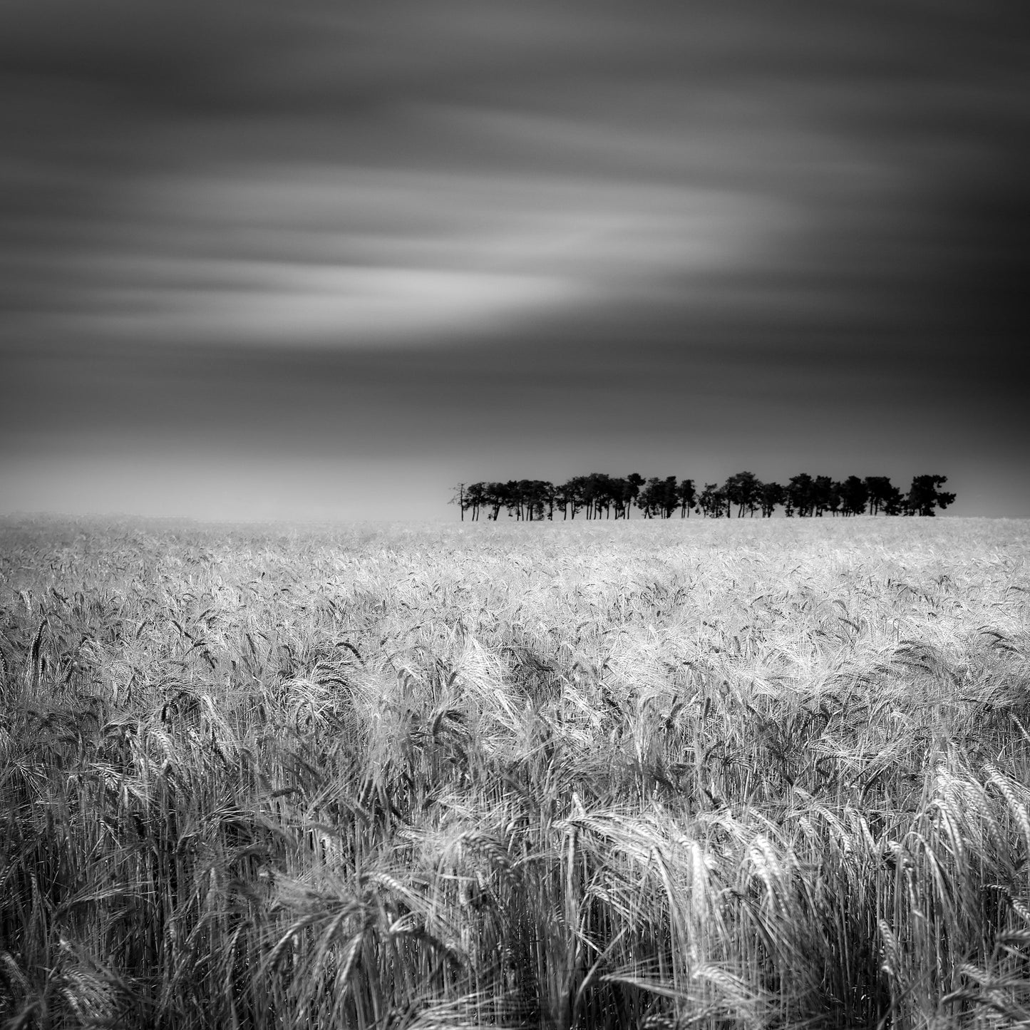 Endless Wheat Fields