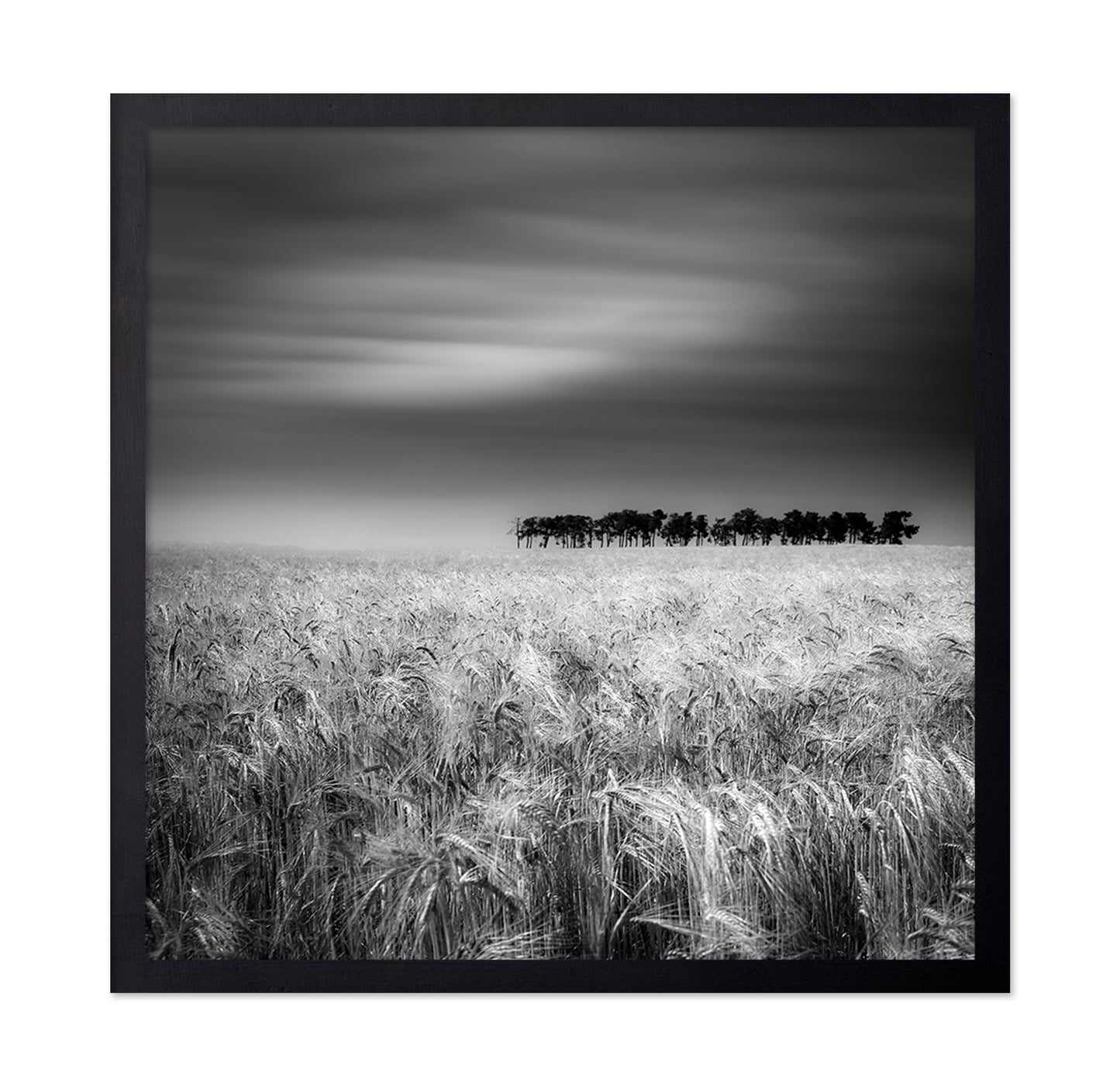 Endless Wheat Fields