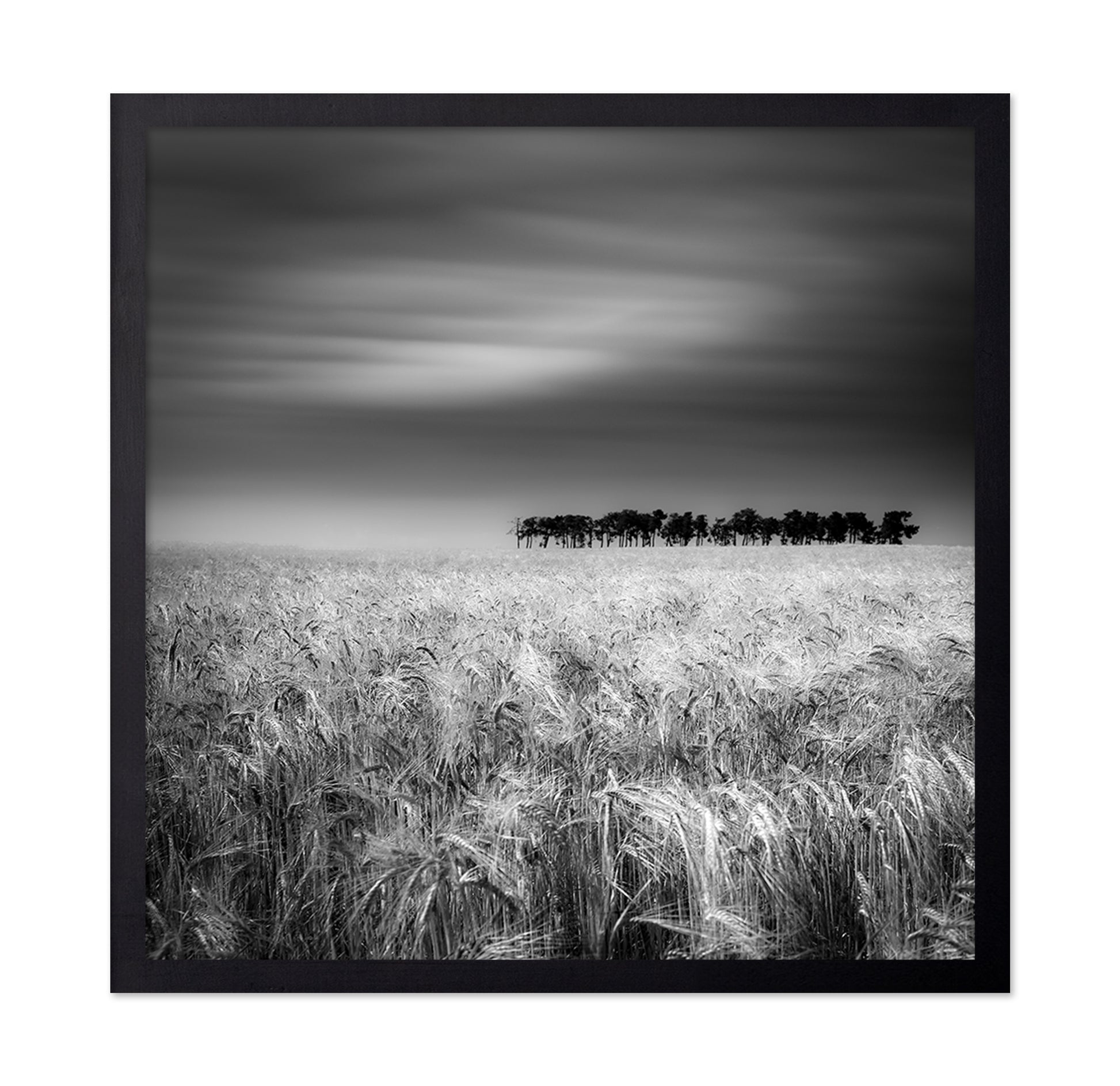 Endless Wheat Fields
