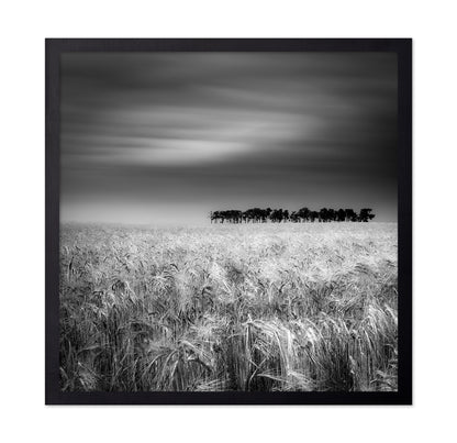 Endless Wheat Fields