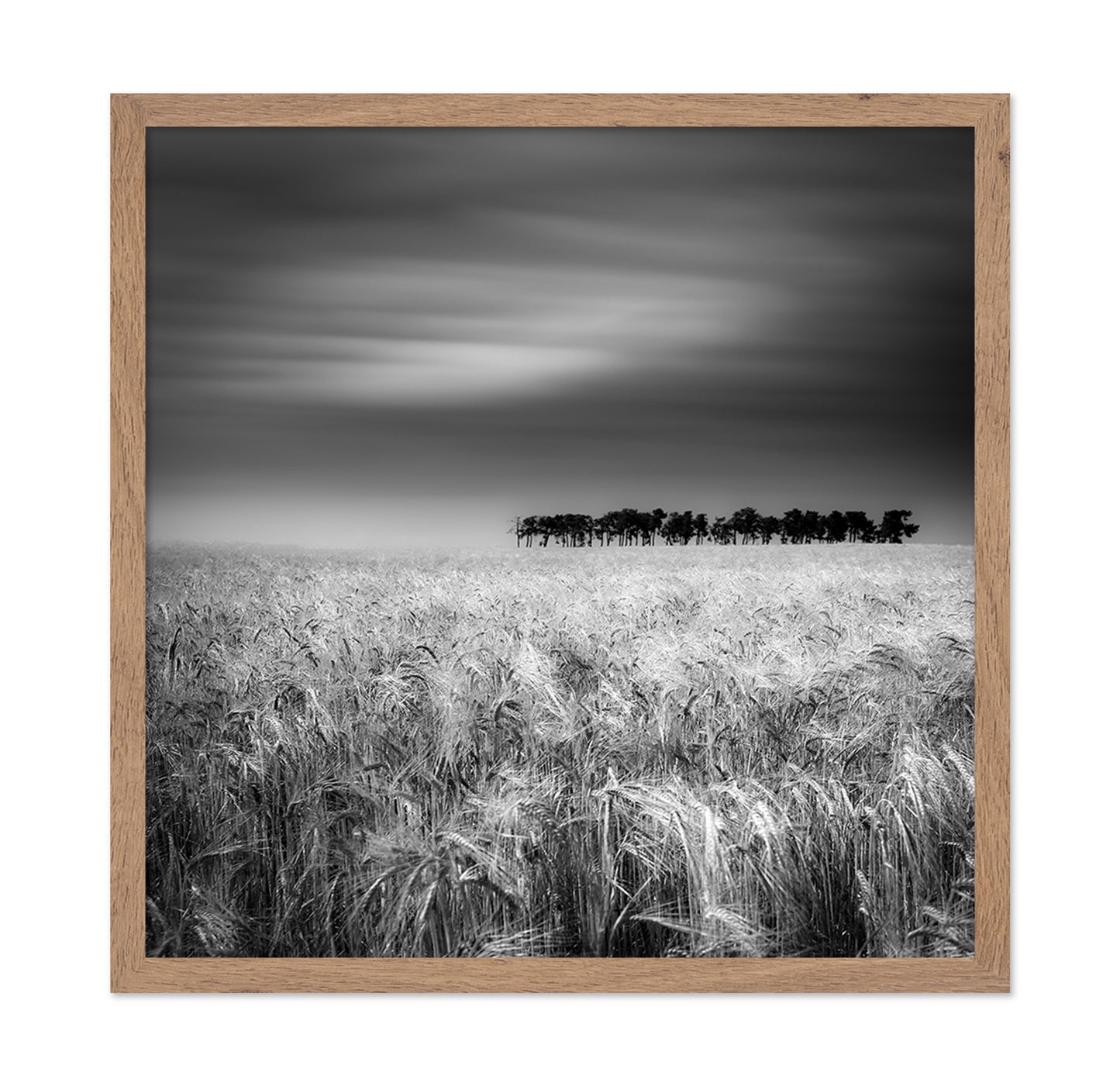 Endless Wheat Fields