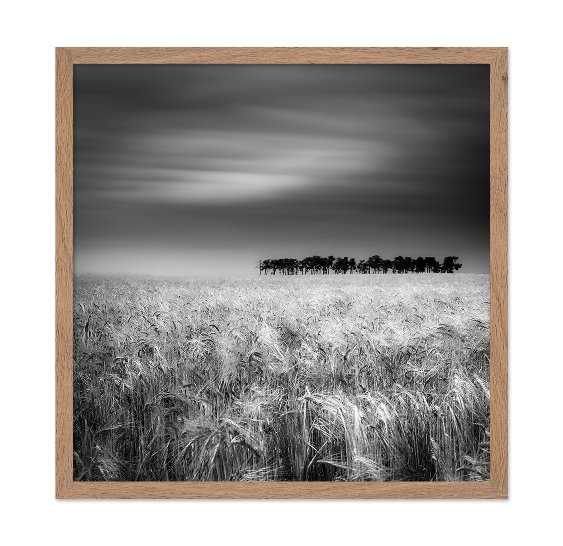Endless Wheat Fields