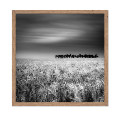Endless Wheat Fields