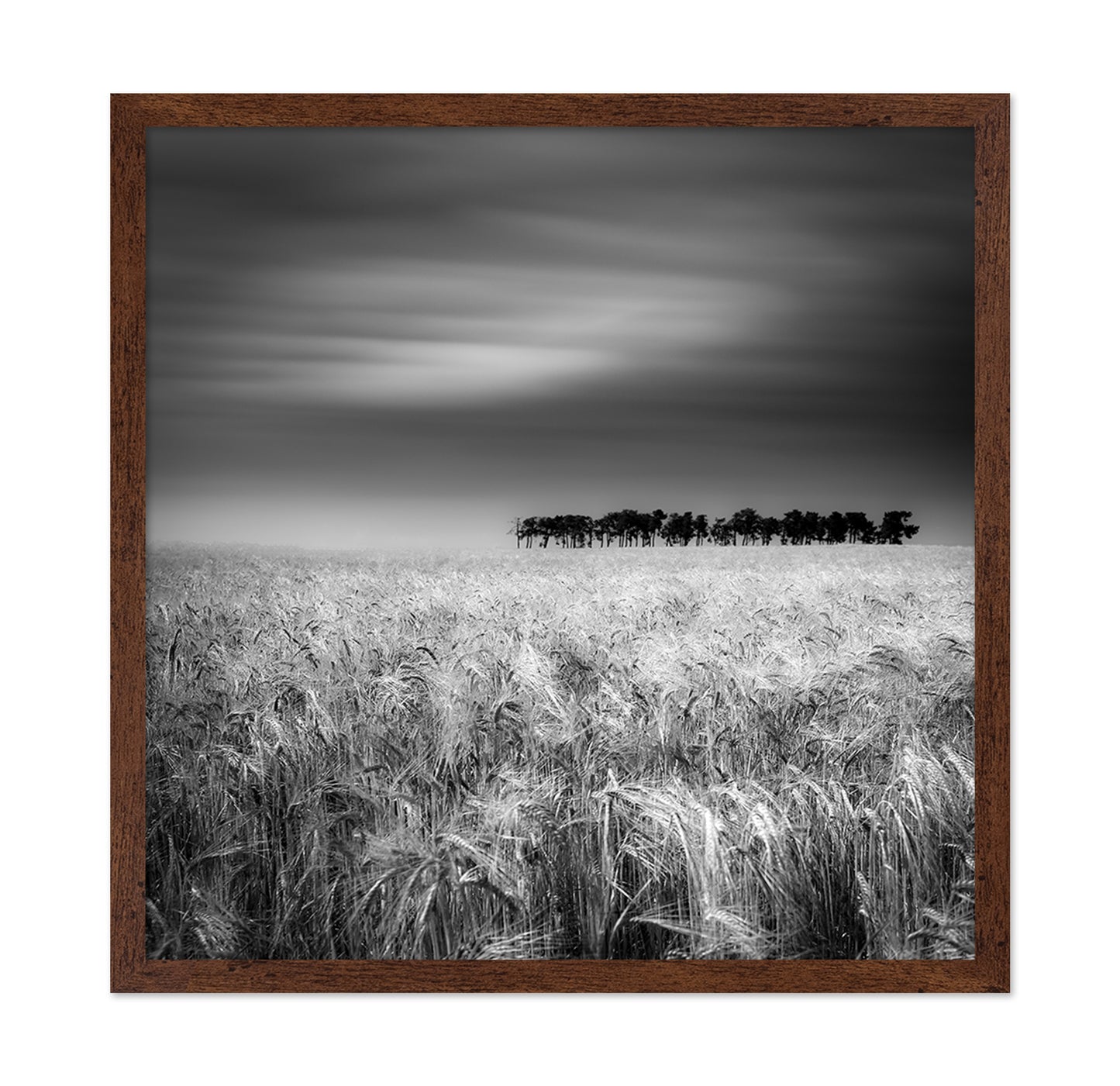Endless Wheat Fields