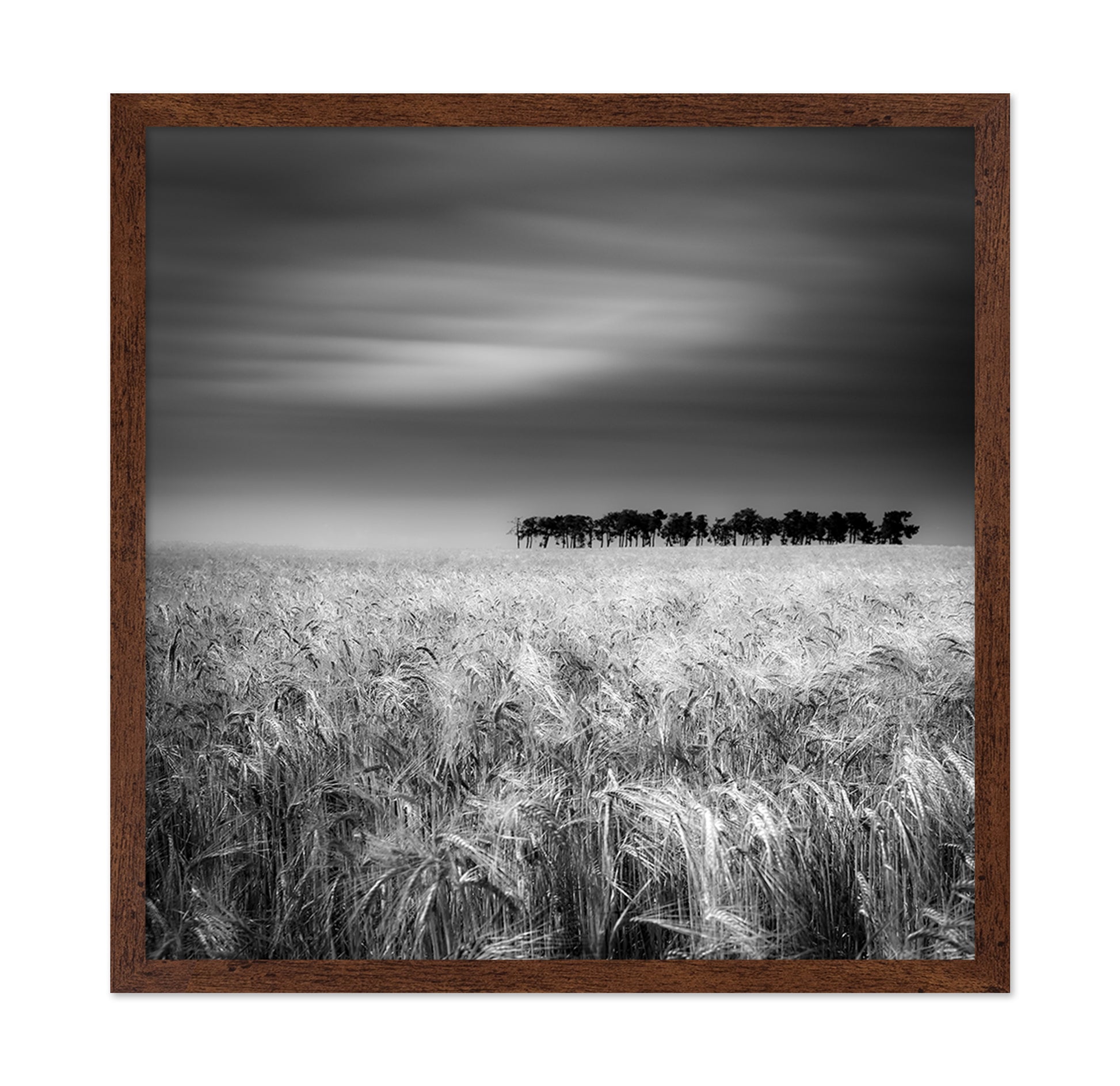 Endless Wheat Fields