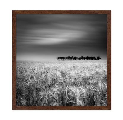Endless Wheat Fields
