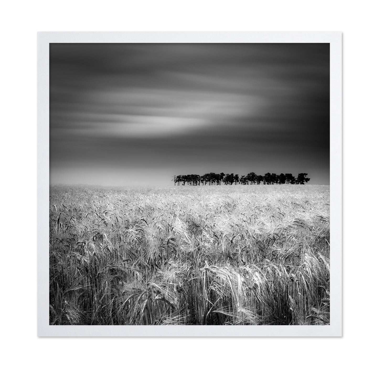 Endless Wheat Fields