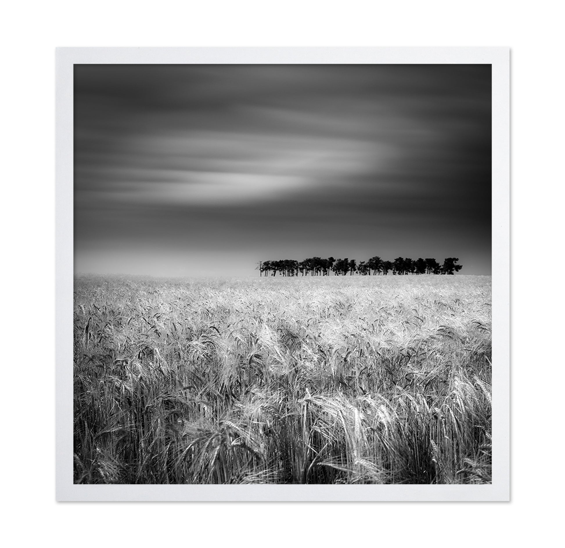 Endless Wheat Fields