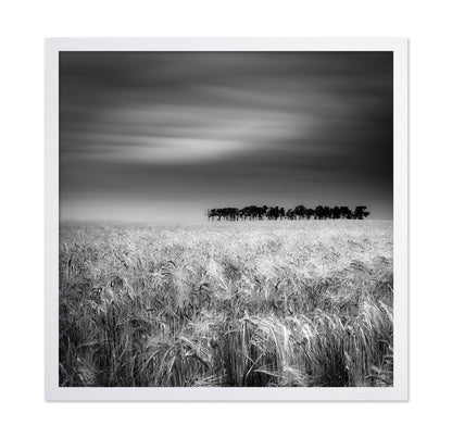 Endless Wheat Fields