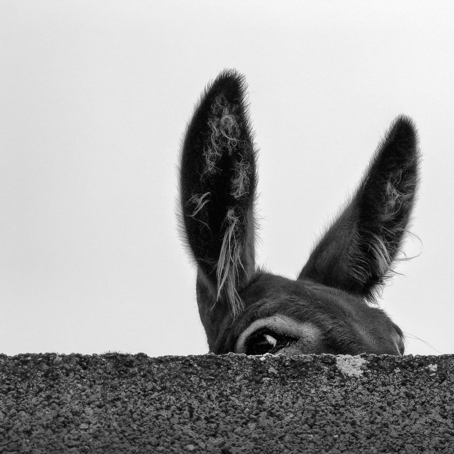 Curious Donkey Peek