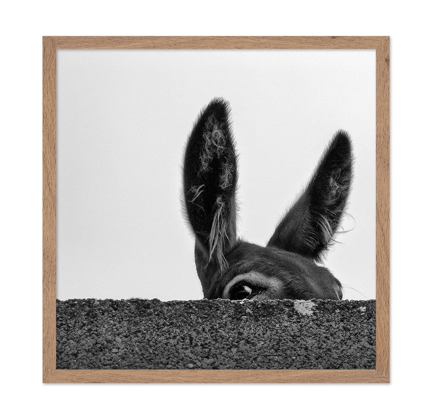 Curious Donkey Peek