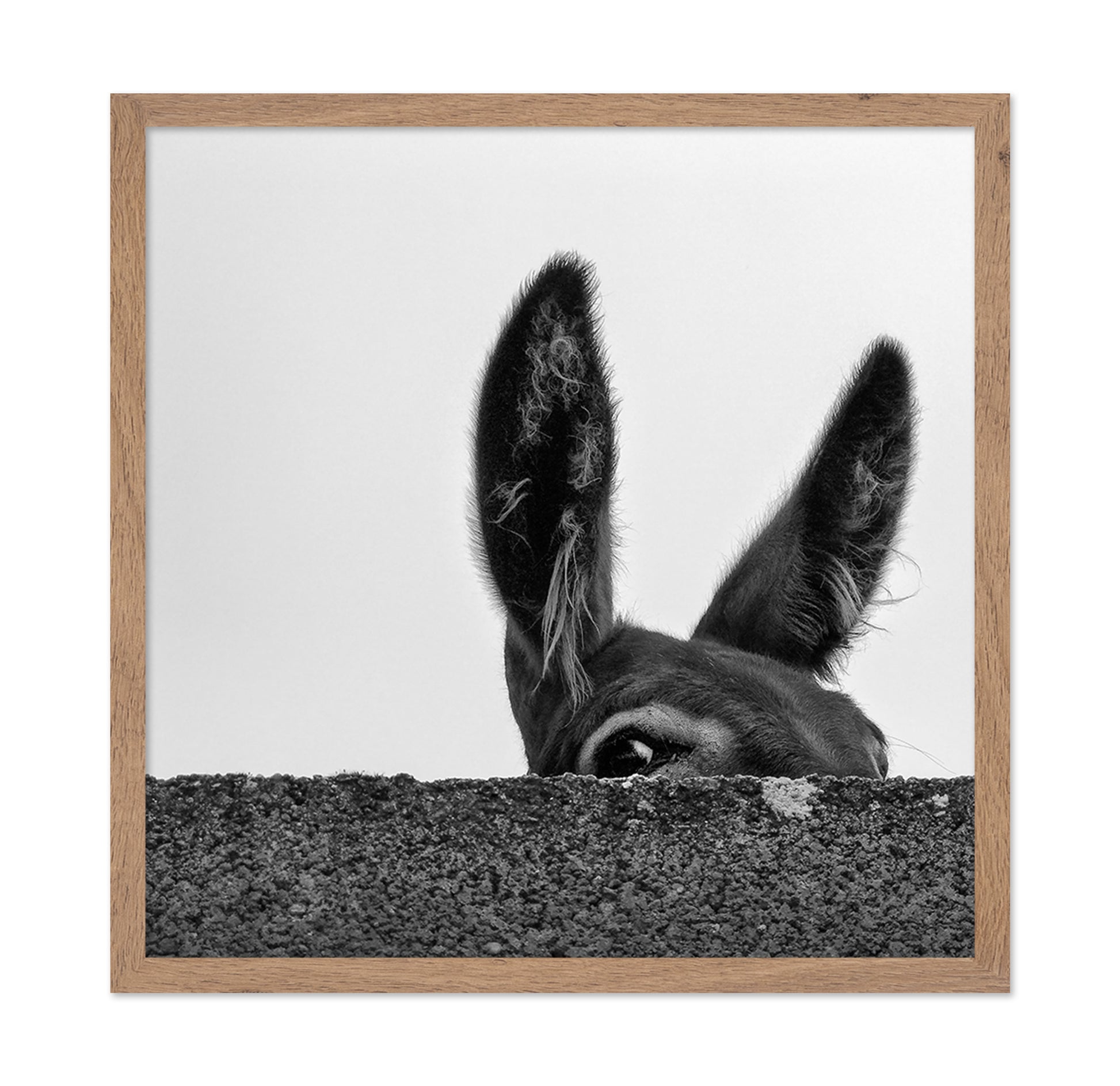 Curious Donkey Peek