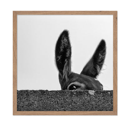 Curious Donkey Peek