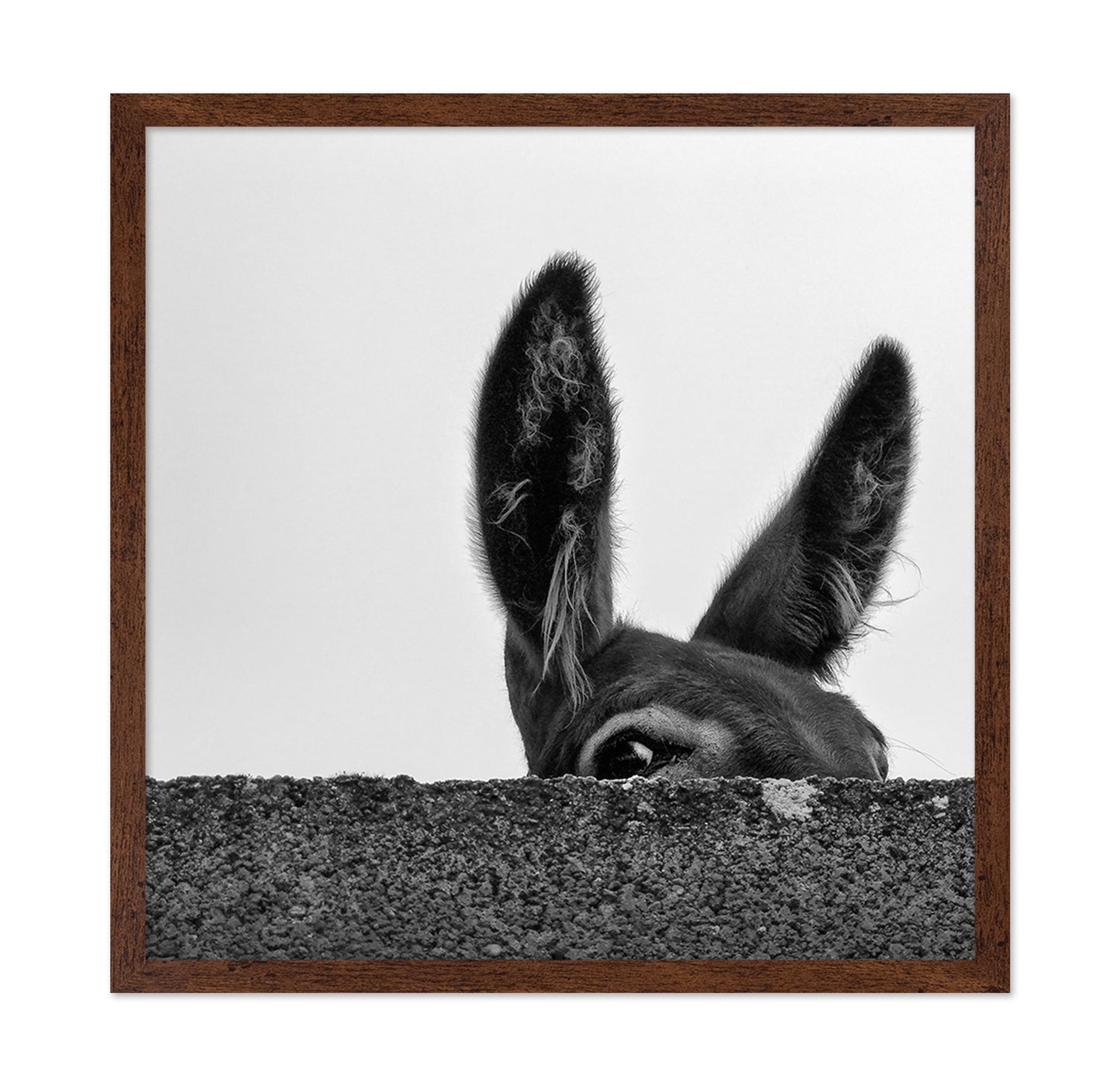 Curious Donkey Peek