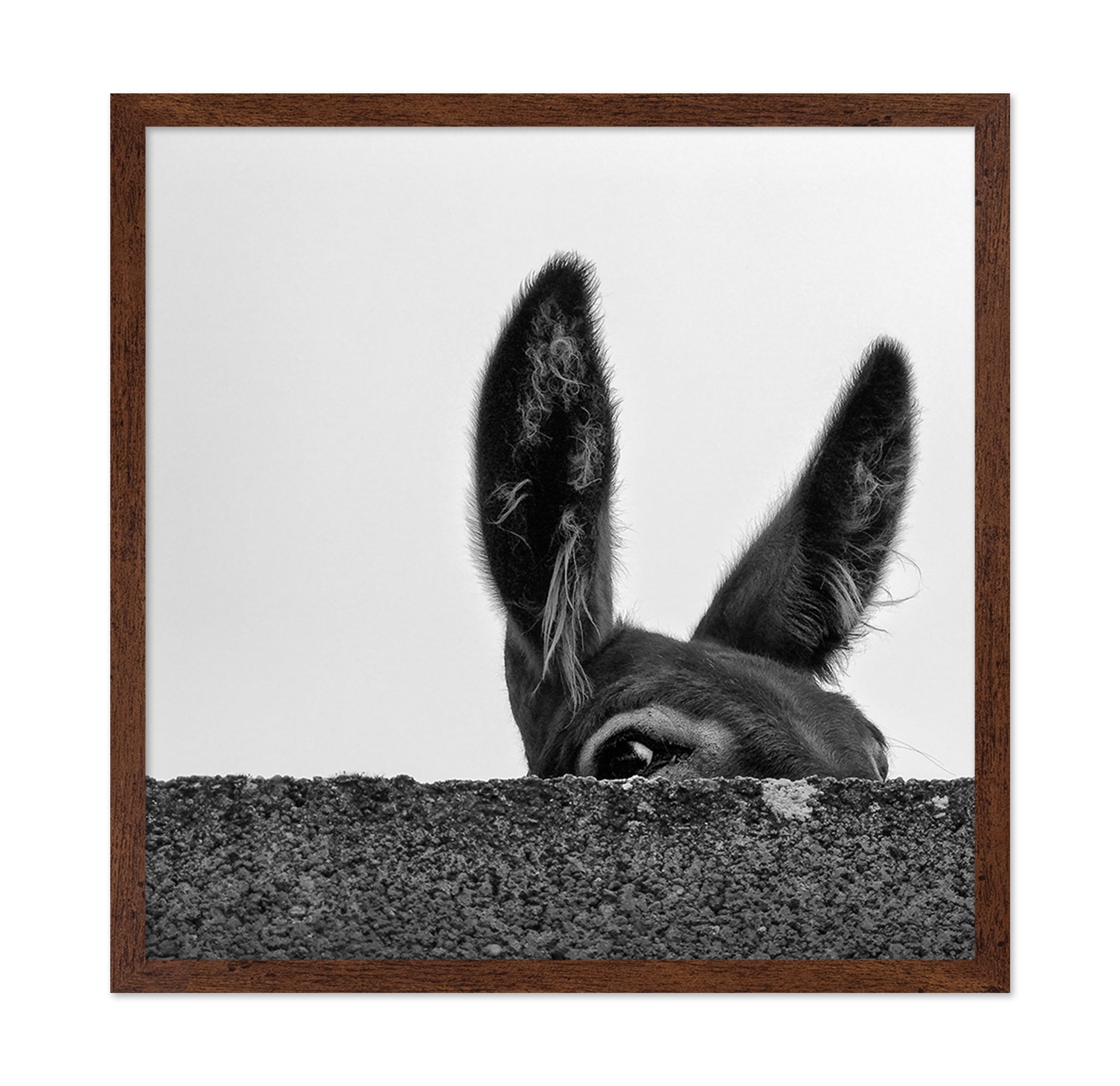 Curious Donkey Peek