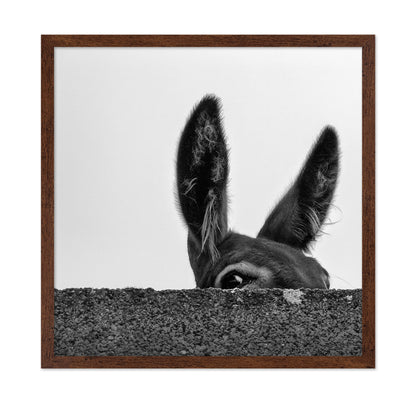 Curious Donkey Peek