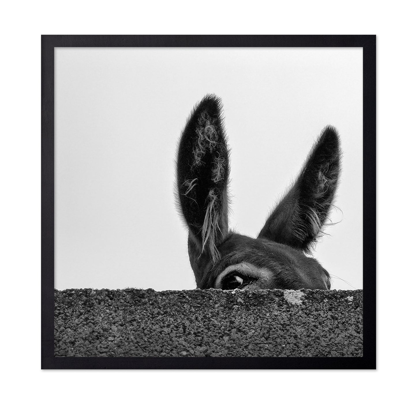 Curious Donkey Peek