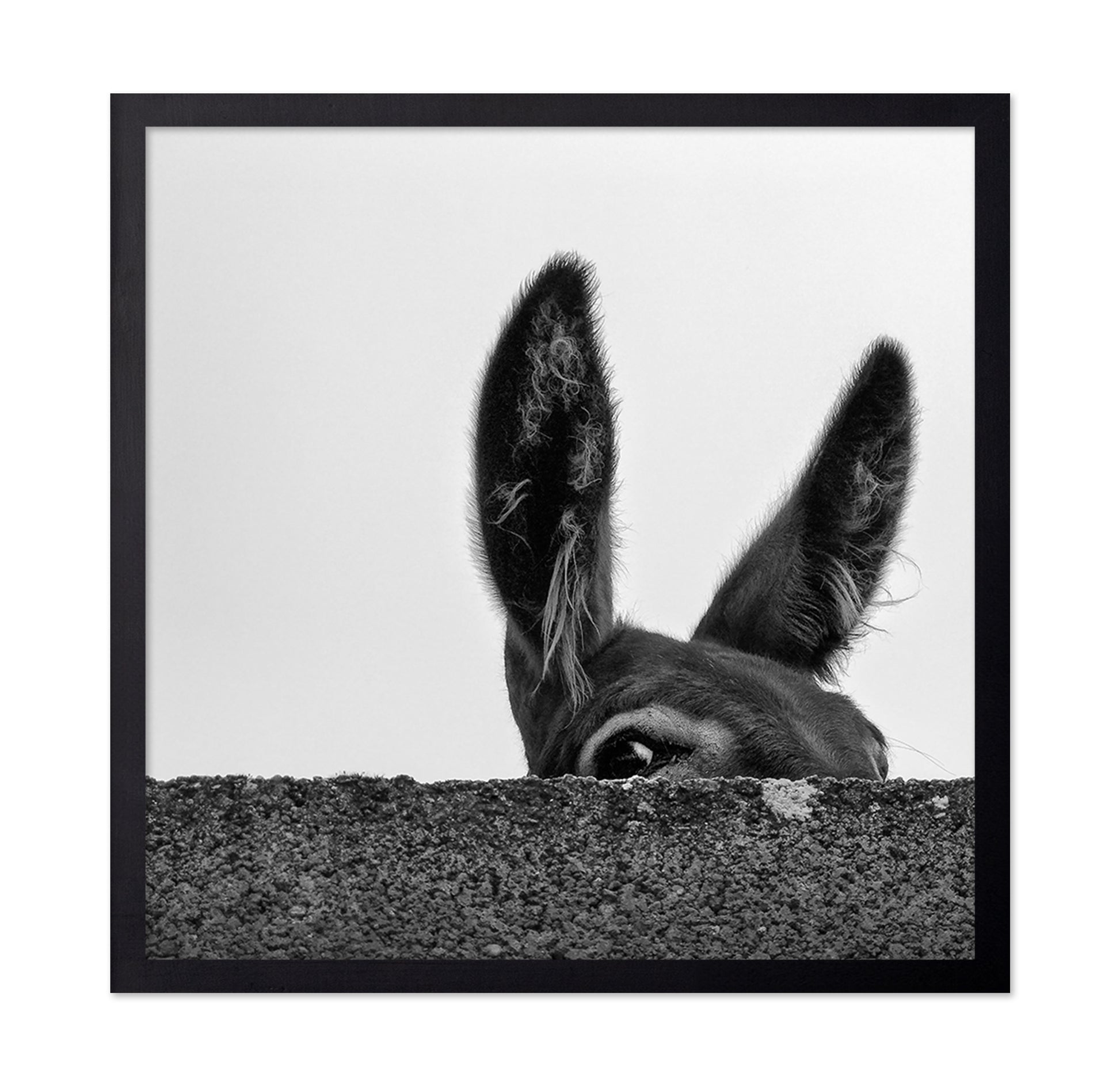 Curious Donkey Peek