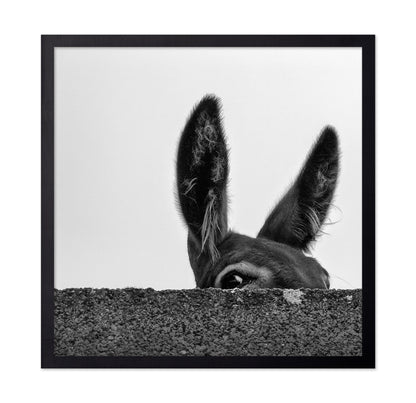 Curious Donkey Peek