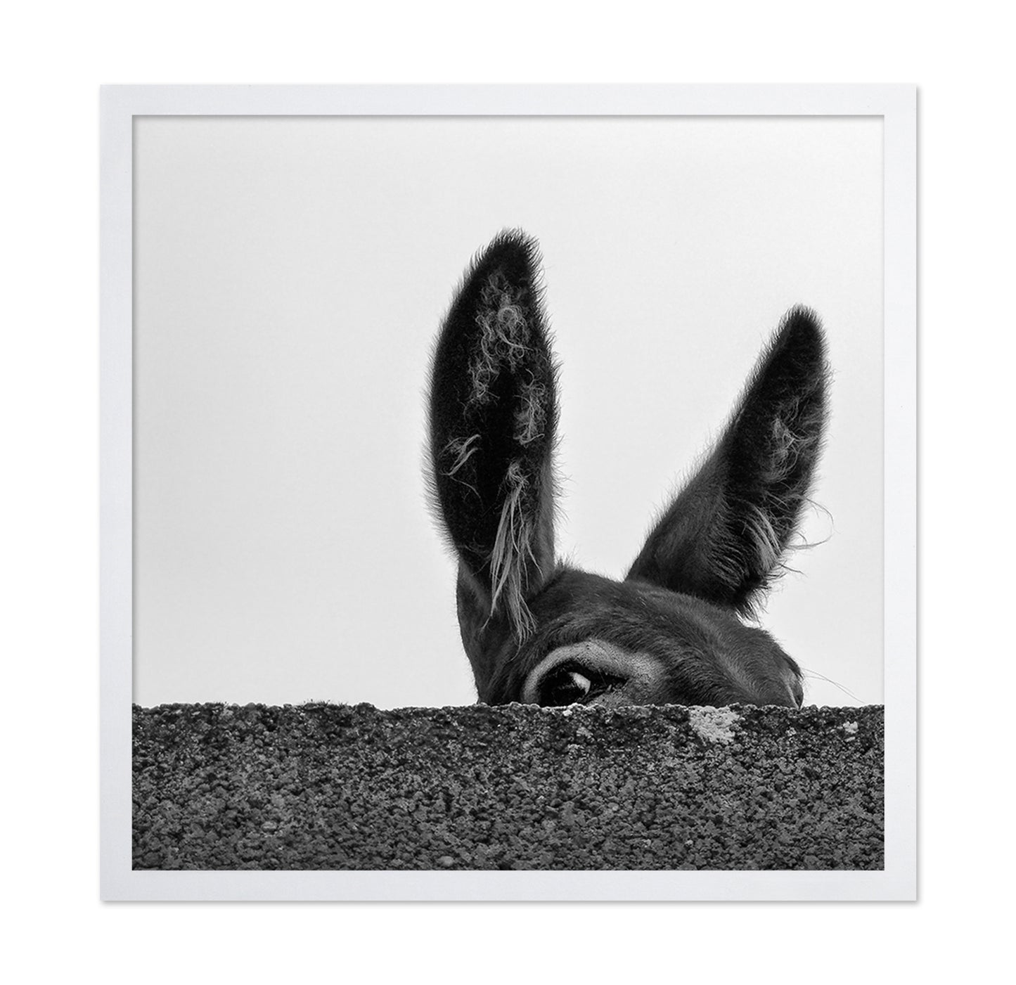 Curious Donkey Peek